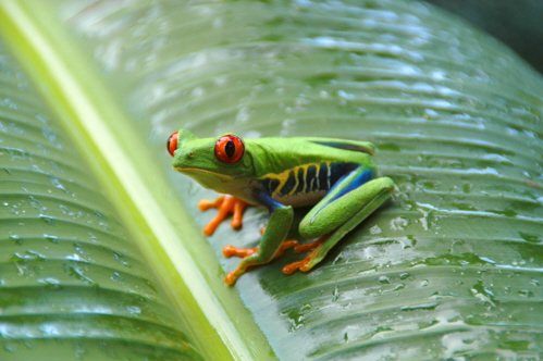 Rain frog