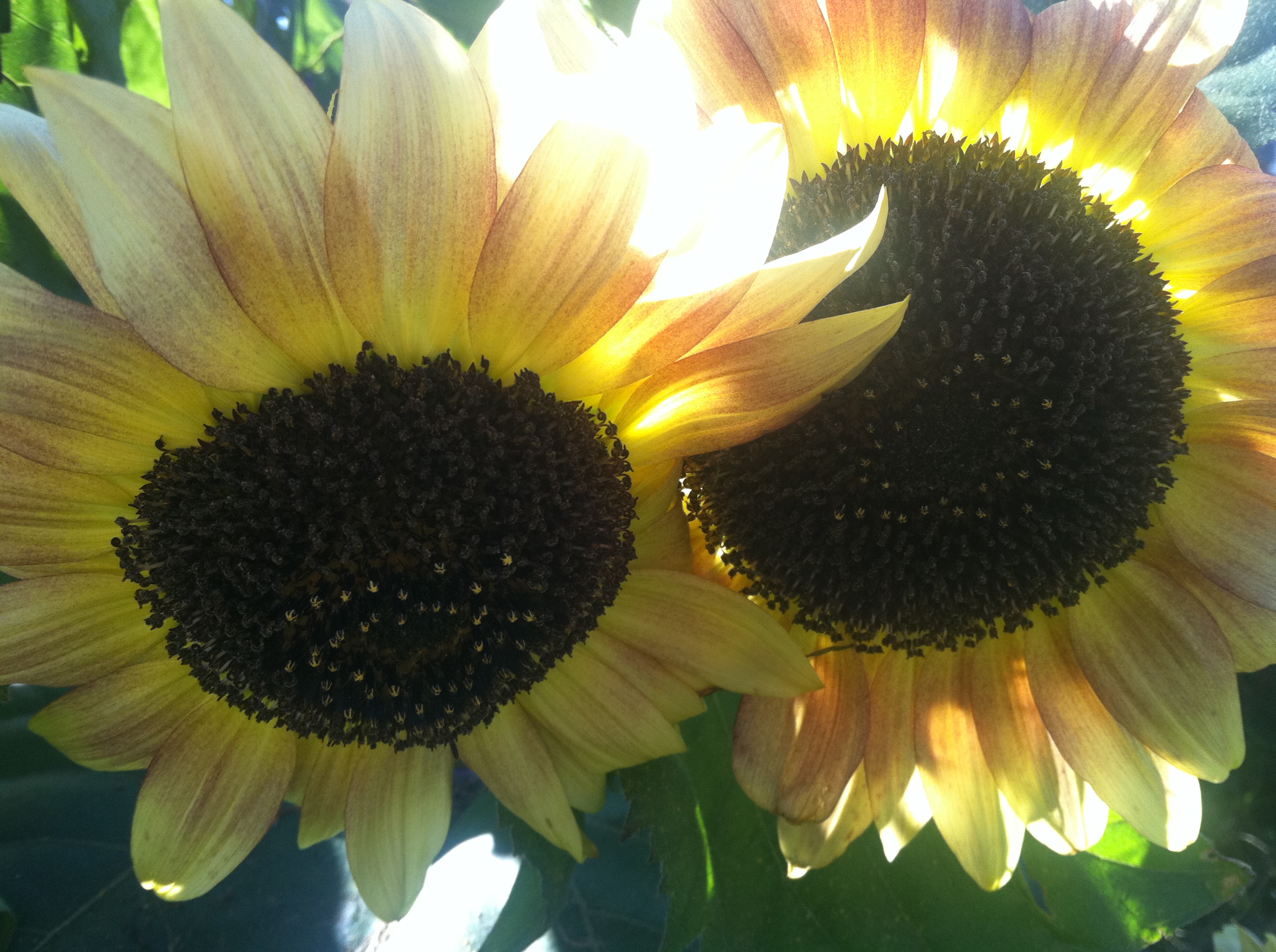 Sunflower watching the sun